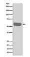 Occludin antibody, M01246, Boster Biological Technology, Western Blot image 