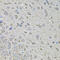 Cyclin Dependent Kinase 10 antibody, 18-768, ProSci, Immunohistochemistry frozen image 