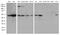 Ubiquitin Like Modifier Activating Enzyme 3 antibody, M05116, Boster Biological Technology, Western Blot image 