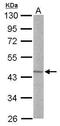 LIM Domain Binding 2 antibody, GTX119092, GeneTex, Western Blot image 