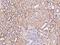 Zinc Finger Protein 391 antibody, 204503-T08, Sino Biological, Immunohistochemistry paraffin image 