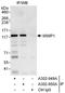 NEDD4-like E3 ubiquitin-protein ligase WWP1 antibody, A302-950A, Bethyl Labs, Immunoprecipitation image 