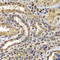 Proteasome Subunit Beta 8 antibody, A7340, ABclonal Technology, Immunohistochemistry paraffin image 