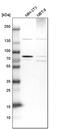 HBS1 Like Translational GTPase antibody, PA5-56241, Invitrogen Antibodies, Western Blot image 