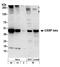 CCAAT Enhancer Binding Protein Beta antibody, A302-738A, Bethyl Labs, Western Blot image 