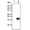 Mitochondrial fission 1 protein antibody, GTX57722, GeneTex, Western Blot image 