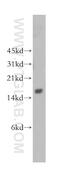 G Antigen 1 antibody, 12795-1-AP, Proteintech Group, Western Blot image 