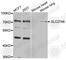 Solute Carrier Family 27 Member 6 antibody, A8208, ABclonal Technology, Western Blot image 