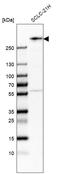 WNK Lysine Deficient Protein Kinase 2 antibody, HPA016519, Atlas Antibodies, Western Blot image 