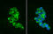 Peroxisomal biogenesis factor 19 antibody, GTX628212, GeneTex, Immunocytochemistry image 