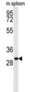 Receptor Transporter Protein 1 antibody, abx025767, Abbexa, Western Blot image 