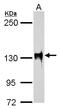 Splicing Factor 3b Subunit 3 antibody, TA308399, Origene, Western Blot image 