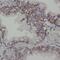 Retinal G Protein Coupled Receptor antibody, FNab07263, FineTest, Immunohistochemistry frozen image 