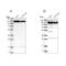 Kinesin Family Member 5B antibody, NBP2-58450, Novus Biologicals, Western Blot image 