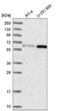 U2 Small Nuclear RNA Auxiliary Factor 2 antibody, NBP2-58989, Novus Biologicals, Western Blot image 
