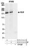 BLM RecQ Like Helicase antibody, NB100-214, Novus Biologicals, Immunoprecipitation image 