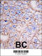 ERK8 antibody, 62-984, ProSci, Immunofluorescence image 