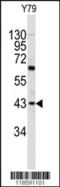 Prolargin antibody, 62-388, ProSci, Western Blot image 