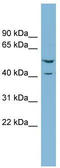 ETS2 Repressor Factor antibody, TA343614, Origene, Western Blot image 