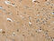 Pituitary homeobox 3 antibody, CSB-PA685328, Cusabio, Immunohistochemistry frozen image 