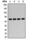 Protein Phosphatase 2 Scaffold Subunit Aalpha antibody, abx142162, Abbexa, Western Blot image 