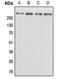Kalirin RhoGEF Kinase antibody, orb214848, Biorbyt, Western Blot image 