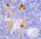 Beclin 1 antibody, 3613, ProSci Inc, Immunohistochemistry frozen image 