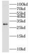Uncharacterized protein C15orf53 antibody, FNab01030, FineTest, Western Blot image 