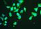 Heat shock-related 70 kDa protein 2 antibody, M03474-1, Boster Biological Technology, Immunofluorescence image 
