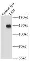 DNA Ligase 1 antibody, FNab02431, FineTest, Immunoprecipitation image 