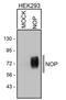 Opioid Related Nociceptin Receptor 1 antibody, PA3-029, Invitrogen Antibodies, Western Blot image 