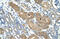 RDR antibody, ARP42247_T100, Aviva Systems Biology, Immunohistochemistry frozen image 