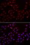 ELAV-like protein 2 antibody, orb373307, Biorbyt, Immunofluorescence image 