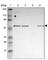 GA Binding Protein Transcription Factor Subunit Alpha antibody, HPA003258, Atlas Antibodies, Western Blot image 