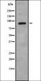 Heterogeneous Nuclear Ribonucleoprotein U Like 2 antibody, orb378408, Biorbyt, Western Blot image 