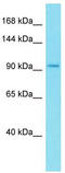 KIAA1324 Like antibody, TA337383, Origene, Western Blot image 