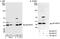 p38 mapk antibody, A300-708A, Bethyl Labs, Western Blot image 