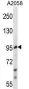 E2F Transcription Factor 7 antibody, abx028604, Abbexa, Western Blot image 
