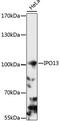 Importin 13 antibody, 16-621, ProSci, Western Blot image 