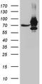 KOC antibody, CF811496, Origene, Western Blot image 