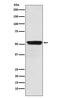 Muscarinic acetylcholine receptor M2 antibody, M02733-1, Boster Biological Technology, Western Blot image 