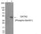 GATA Binding Protein 2 antibody, AP55722PU-N, Origene, Western Blot image 