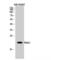 PRA1 family protein 2 antibody, LS-C385613, Lifespan Biosciences, Western Blot image 