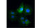 Flotillin 1 antibody, 18634S, Cell Signaling Technology, Immunocytochemistry image 