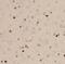 Proto-oncogene c-Fos antibody, FNab09803, FineTest, Immunohistochemistry paraffin image 