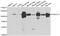 Aldehyde Dehydrogenase 1 Family Member L1 antibody, abx006886, Abbexa, Western Blot image 