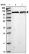 Protocadherin Beta 3 antibody, PA5-62167, Invitrogen Antibodies, Western Blot image 