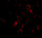 Barrier-to-autointegration factor antibody, 4017, ProSci Inc, Western Blot image 
