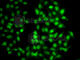 26S proteasome non-ATPase regulatory subunit 8 antibody, A6955, ABclonal Technology, Immunofluorescence image 