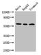 Protein Mdm4 antibody, orb46843, Biorbyt, Western Blot image 